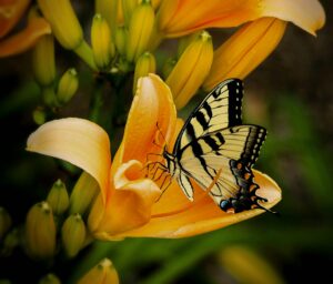 Macro shot of a stunning yellow swallowtail butterfly perched on a vibrant lily flower.